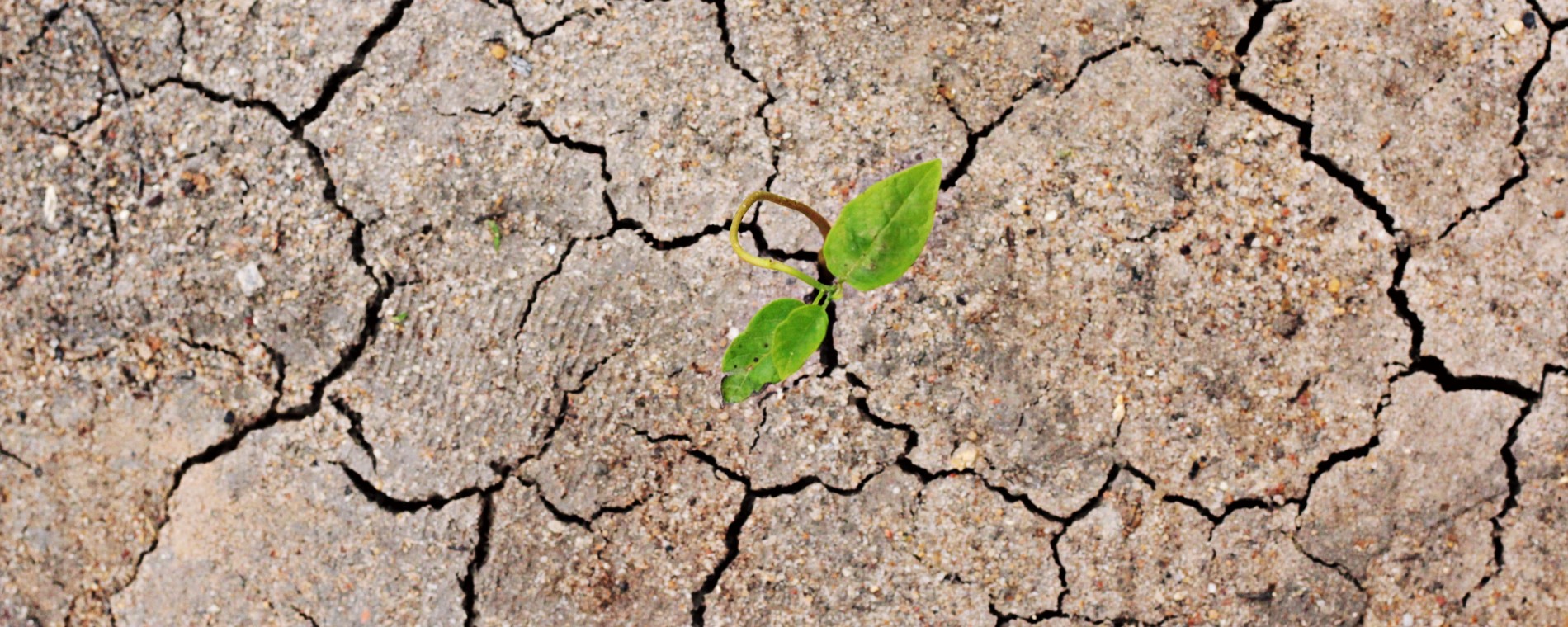 Nový život z nového zdroje